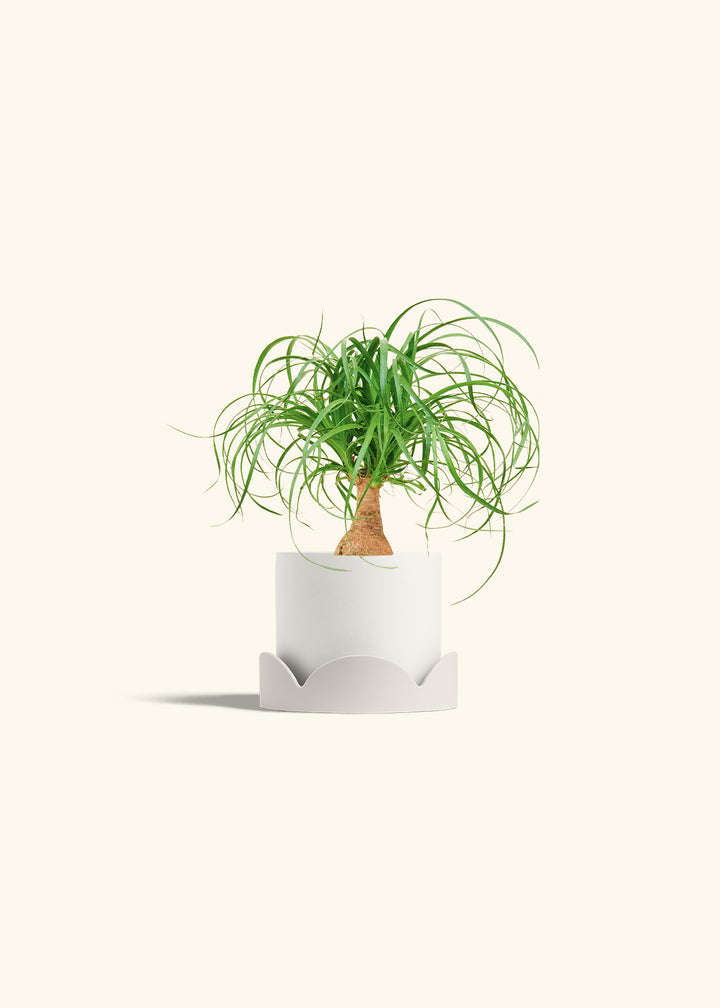 Ponytail Palm in a 4 inches White Classic Cylinder Planter in a Oat Petal Drip Tray