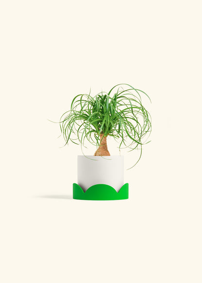 Ponytail Palm in a 4 inches White Classic Cylinder Planter in a Shamrock Petal Drip Tray