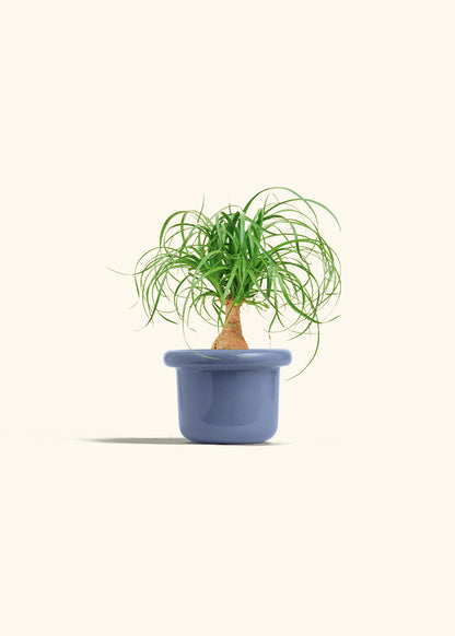 Ponytail Palm in a 4 inches Fat Lip Blue Planter 