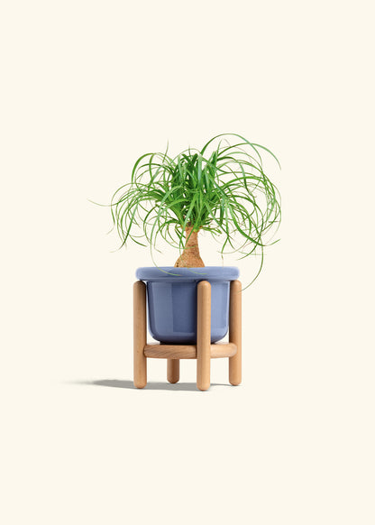 Ponytail Palm in a 4 inches Fat Lip Blue Planter in a Beech Wood Stand