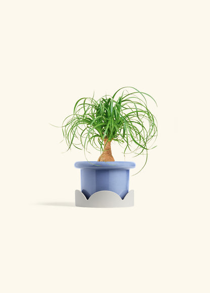 Ponytail Palm in a 4 inches Fat Lip Blue Planter in a Oat Petal Drip Tray