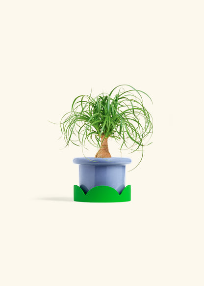 Ponytail Palm in a 4 inches Fat Lip Blue Planter in a Shamrock Petal Drip Tray