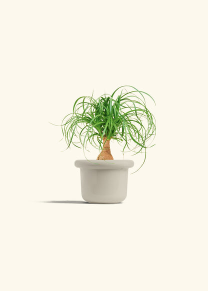 Ponytail Palm in a 4 inches Fat Lip Oat Planter 
