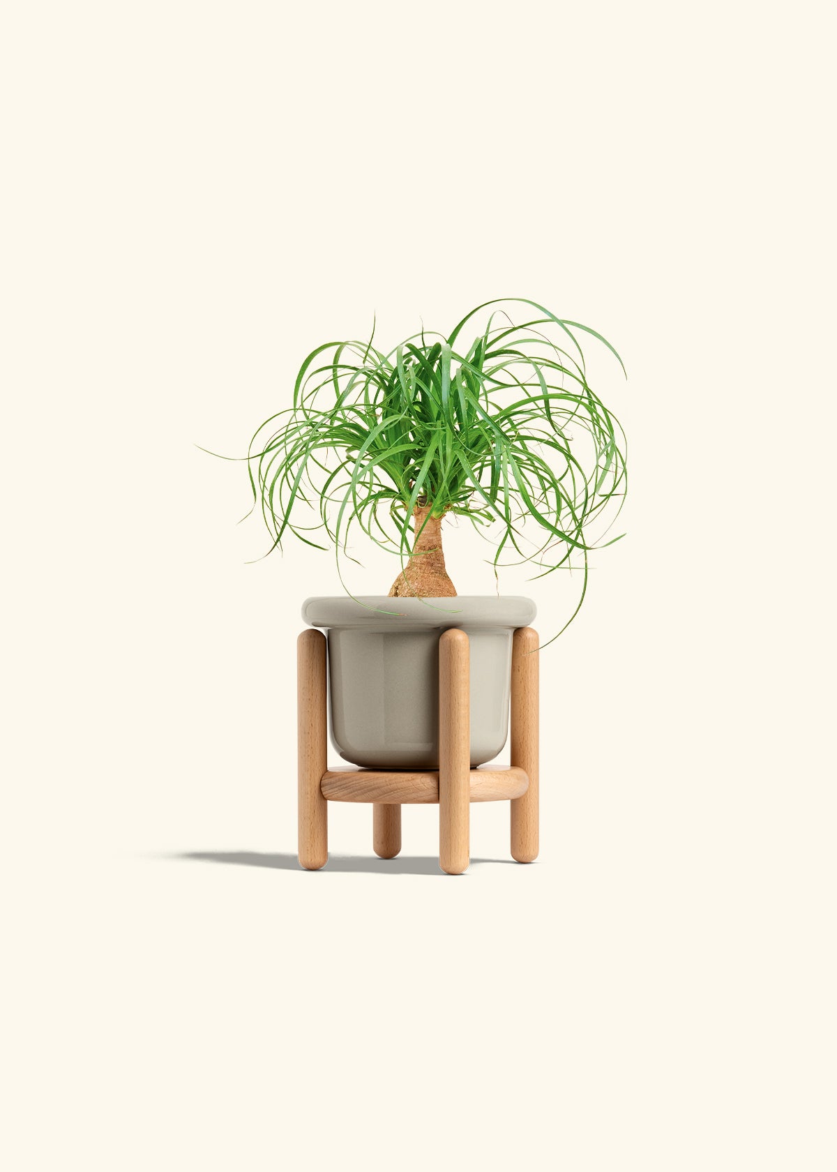 Ponytail Palm in a 4 inches Fat Lip Oat Planter in a Beech Wood Stand