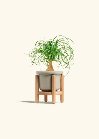 Ponytail Palm in a 4 inches Fat Lip Oat Planter in a Beech Wood Stand