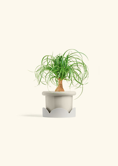 Ponytail Palm in a 4 inches Fat Lip Oat Planter in a Oat Petal Drip Tray