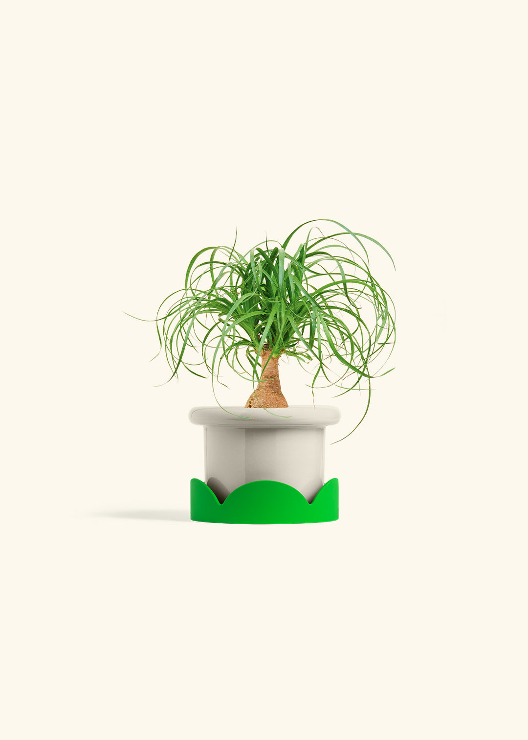 Ponytail Palm in a 4 inches Fat Lip Oat Planter in a Shamrock Petal Drip Tray