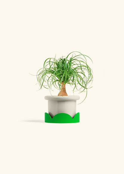 Ponytail Palm in a 4 inches Fat Lip Oat Planter in a Shamrock Petal Drip Tray