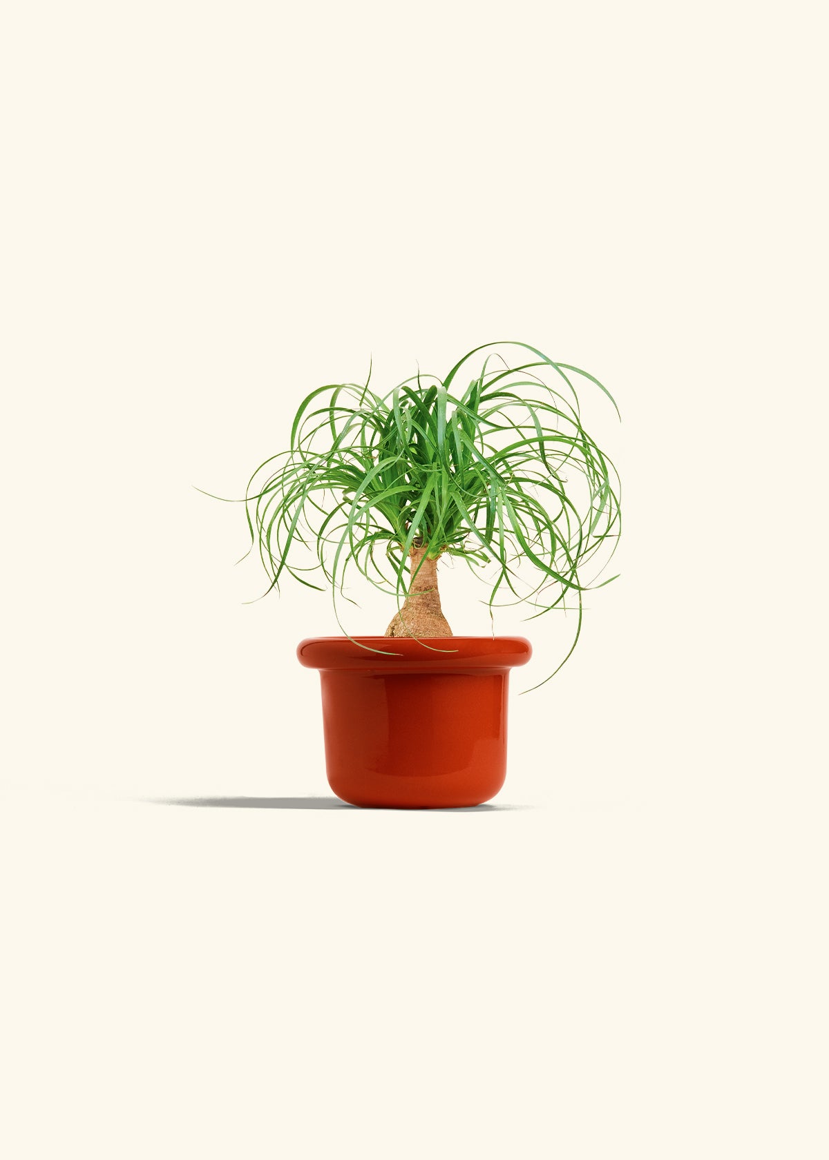 Ponytail Palm in a 4 inches Fat Lip Red Planter 
