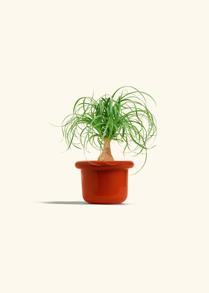 Ponytail Palm in a 4 inches Fat Lip Red Planter 