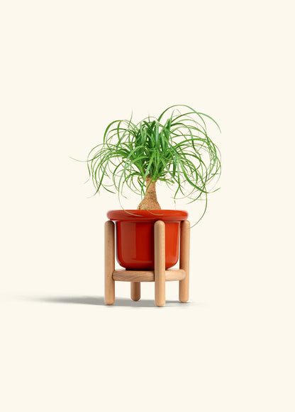 Ponytail Palm in a 4 inches Fat Lip Red Planter in a Beech Wood Stand