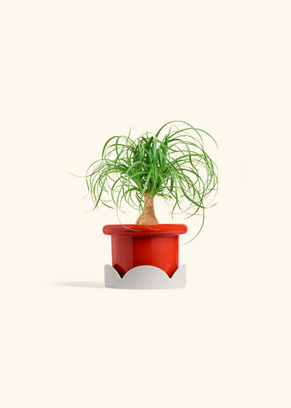 Ponytail Palm in a 4 inches Fat Lip Red Planter in a Oat Petal Drip Tray