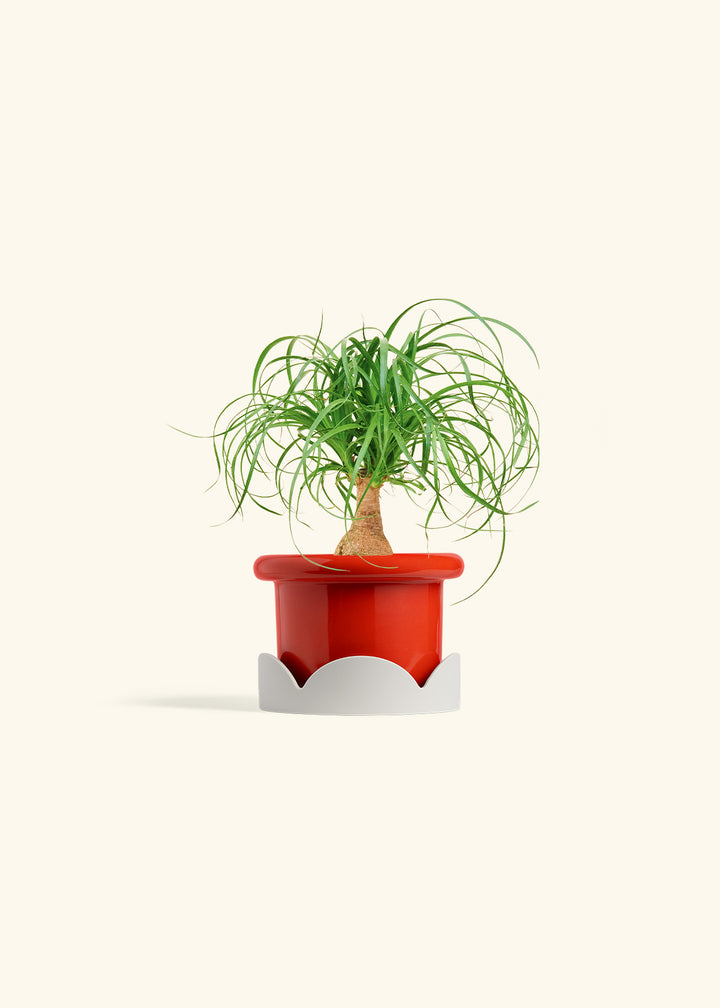 Ponytail Palm in a 4 inches Fat Lip Red Planter in a Oat Petal Drip Tray