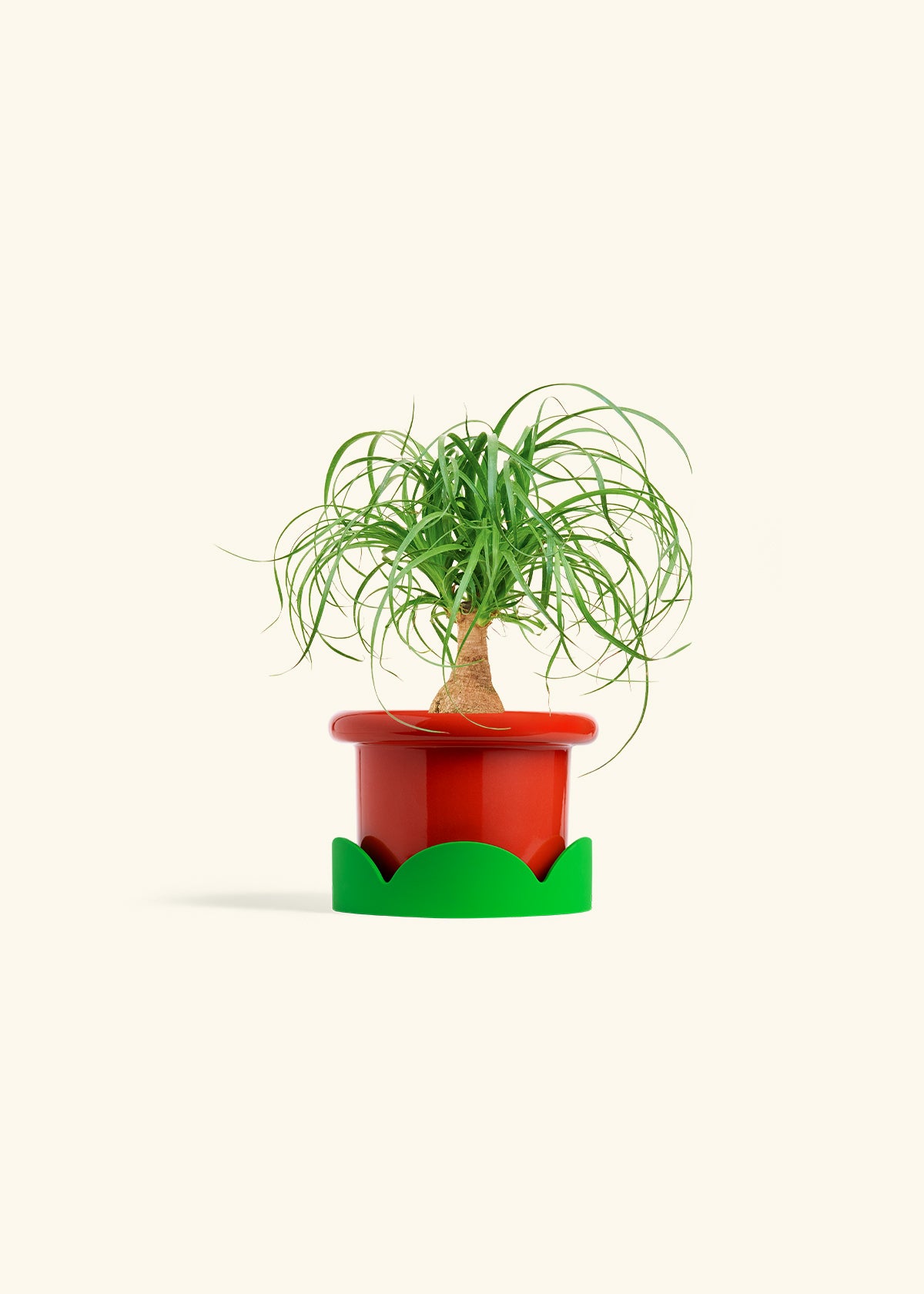Ponytail Palm in a 4 inches Fat Lip Red Planter in a Shamrock Petal Drip Tray