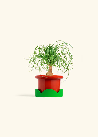 Ponytail Palm in a 4 inches Fat Lip Red Planter in a Shamrock Petal Drip Tray
