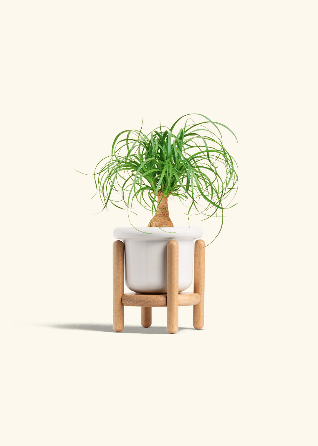 Ponytail Palm in a 4 inches Fat Lip White Planter in a Beech Wood Stand
