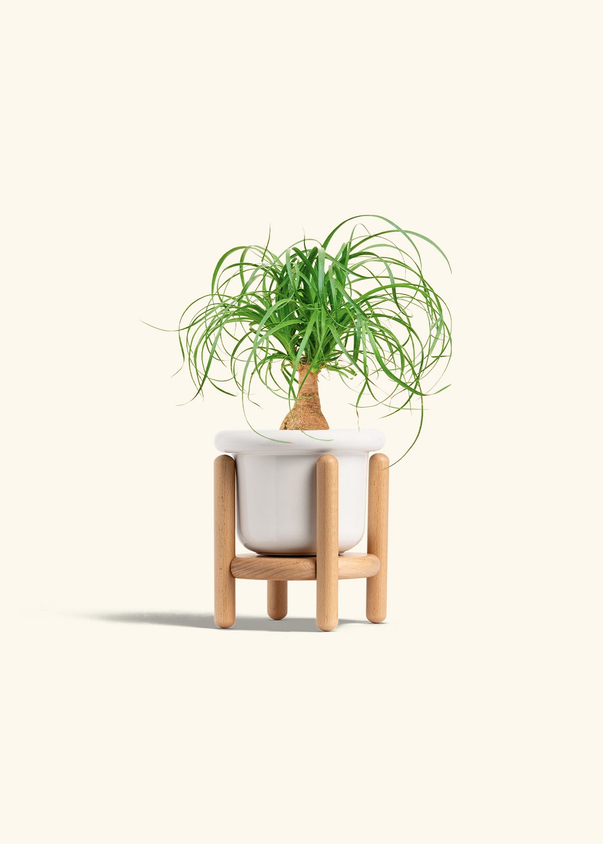 Ponytail Palm in a 4 inches Fat Lip White Planter in a Beech Wood Stand