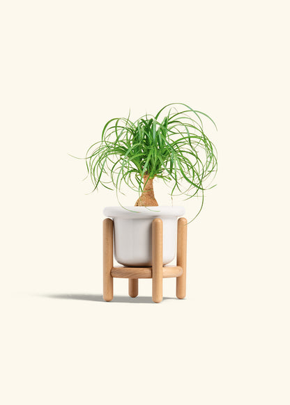 Ponytail Palm in a 4 inches Fat Lip White Planter in a Beech Wood Stand