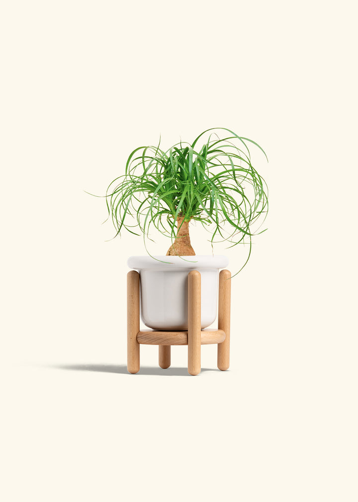 Ponytail Palm in a 4 inches Fat Lip White Planter in a Beech Wood Stand