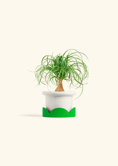 Ponytail Palm in a 4 inches Fat Lip White Planter in a Shamrock Petal Drip Tray