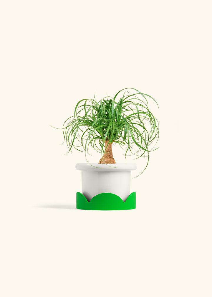 Ponytail Palm in a 4 inches Fat Lip White Planter in a Shamrock Petal Drip Tray