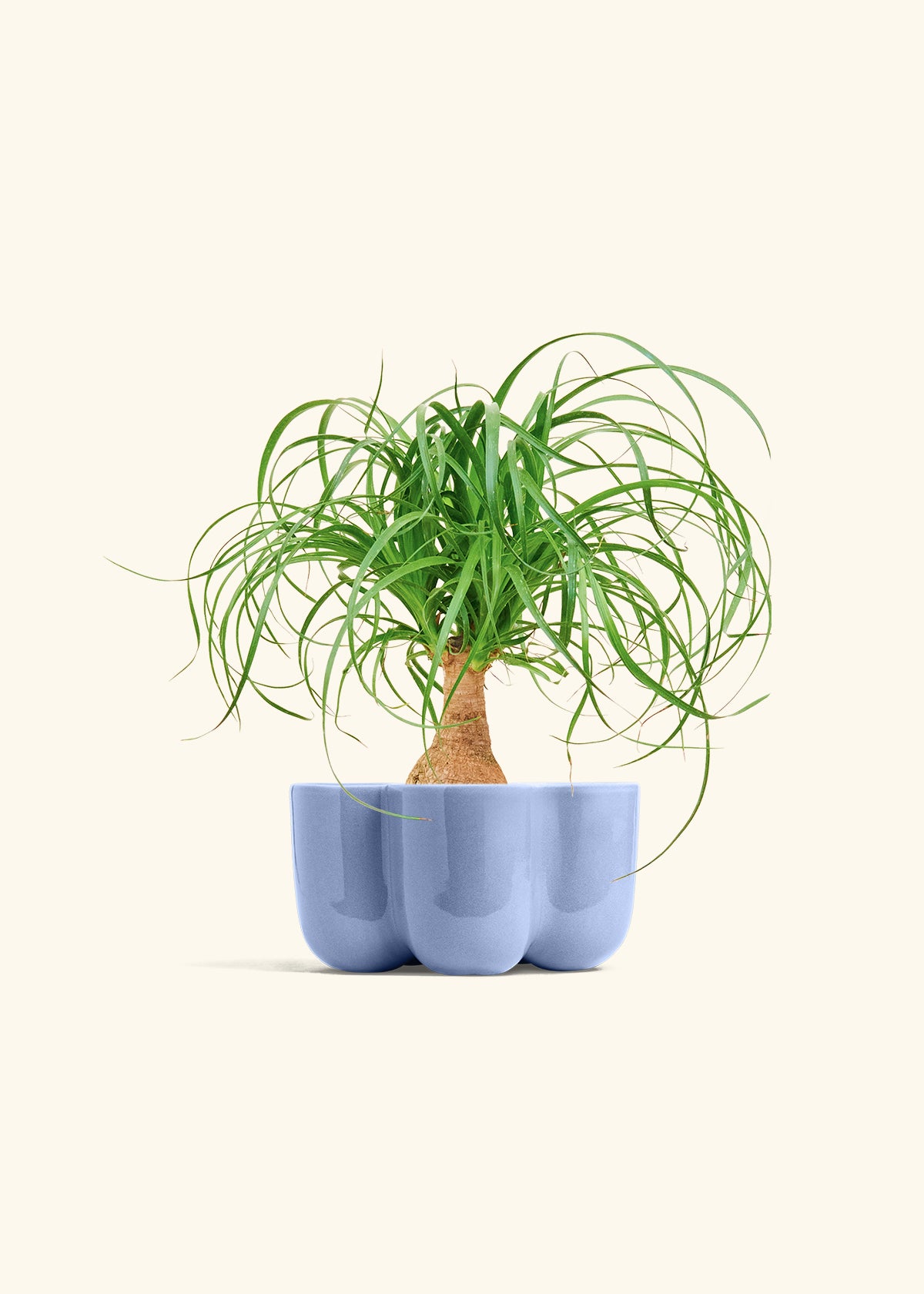 Ponytail Palm, Small