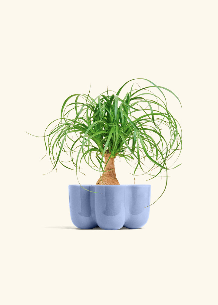 Ponytail Palm