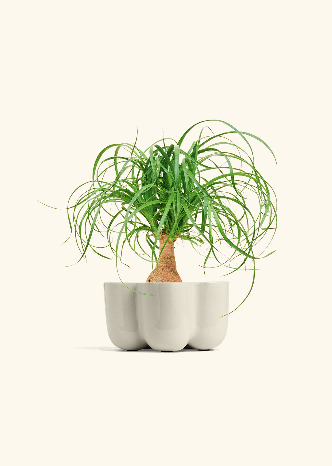 Ponytail Palm