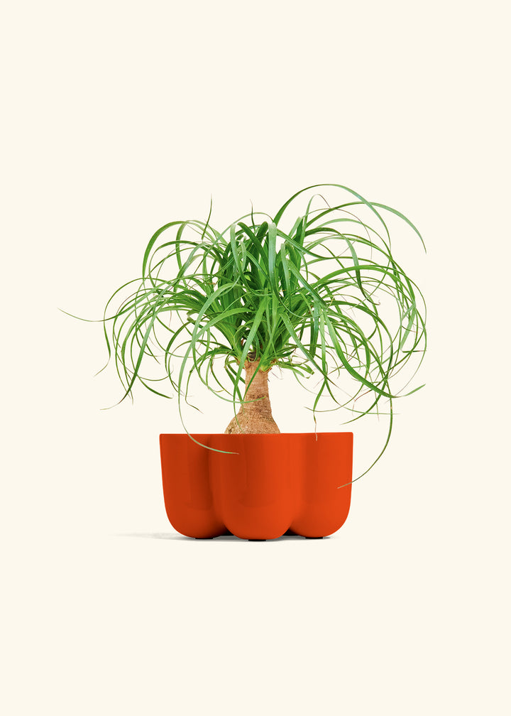 Ponytail Palm