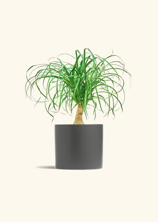 Ponytail Palm in a 6 inches Charcoal Classic Cylinder Planter 