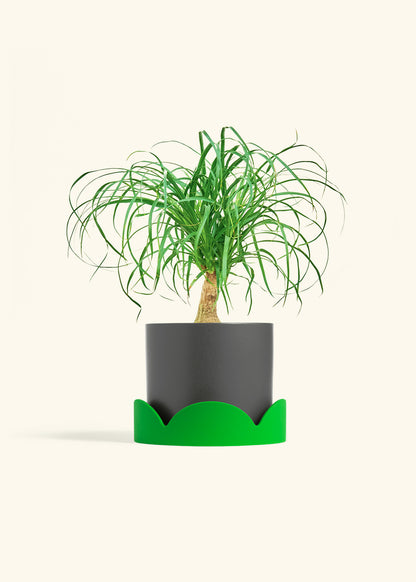 Ponytail Palm in a 6 inches Charcoal Classic Cylinder Planter in a Shamrock Petal Drip Tray
