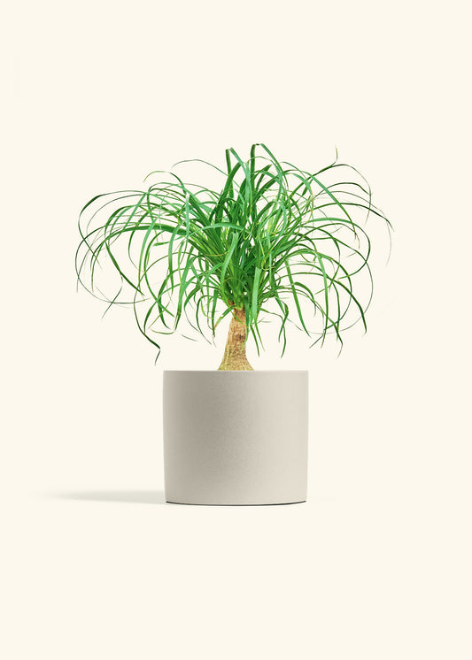 Ponytail Palm in a 6 inches Oat Classic Cylinder Planter 