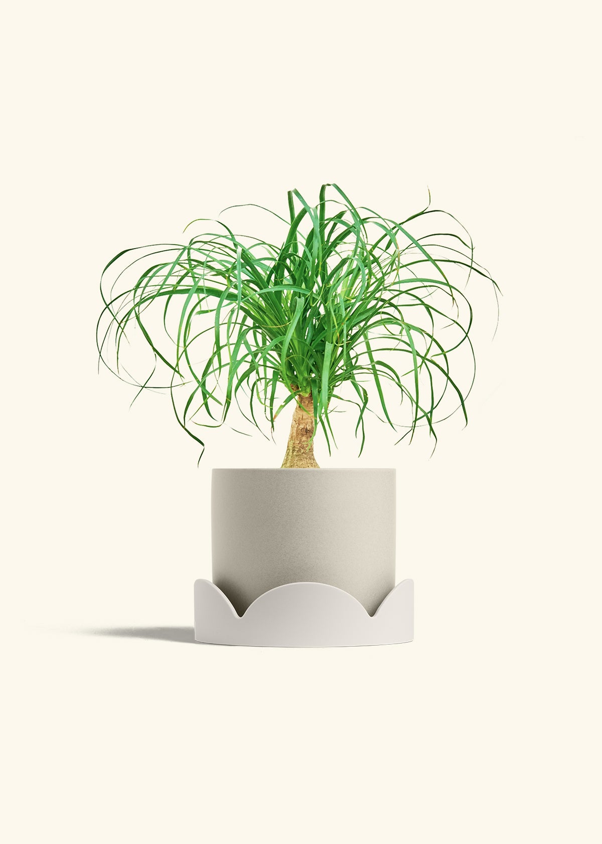 Ponytail Palm in a 6 inches Oat Classic Cylinder Planter in a Oat Petal Drip Tray