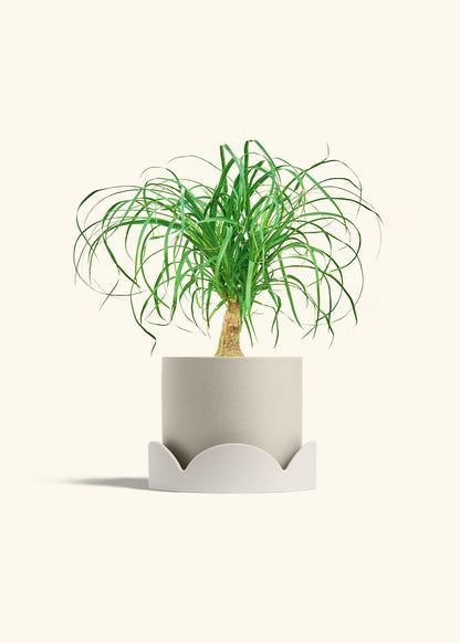 Ponytail Palm in a 6 inches Oat Classic Cylinder Planter in a Oat Petal Drip Tray