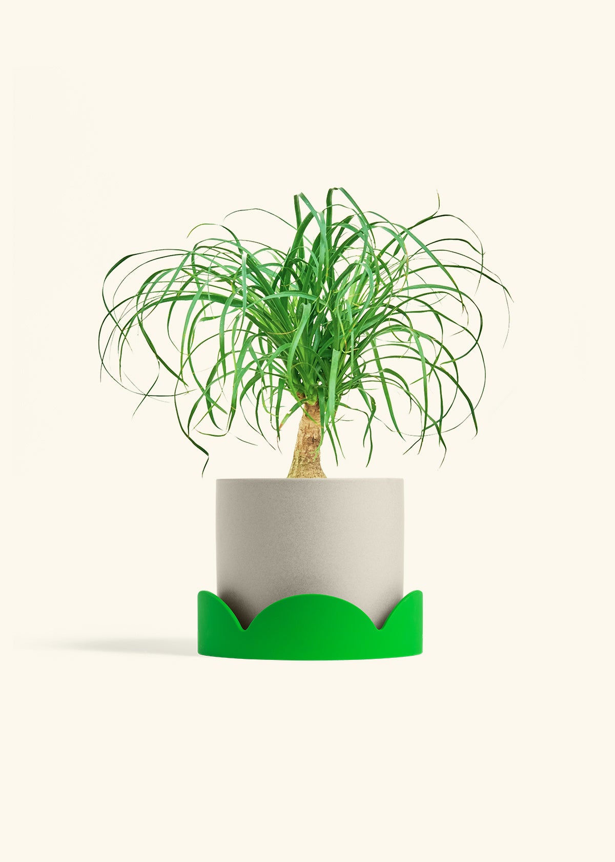 Ponytail Palm in a 6 inches Oat Classic Cylinder Planter in a Shamrock Petal Drip Tray