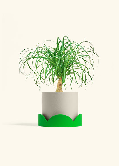 Ponytail Palm in a 6 inches Oat Classic Cylinder Planter in a Shamrock Petal Drip Tray