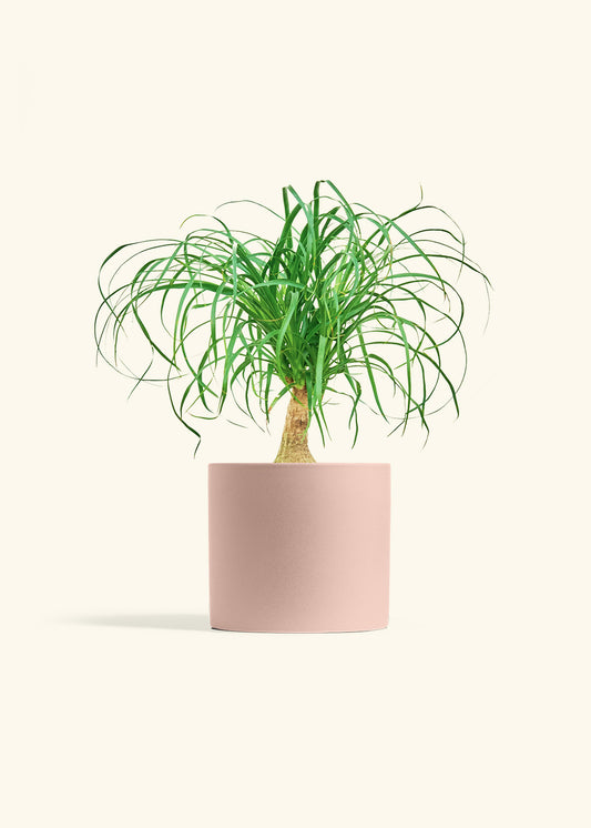 Ponytail Palm in a 6 inches Pink Classic Cylinder Planter 