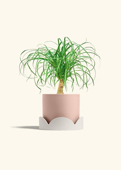 Ponytail Palm in a 6 inches Pink Classic Cylinder Planter in a Oat Petal Drip Tray