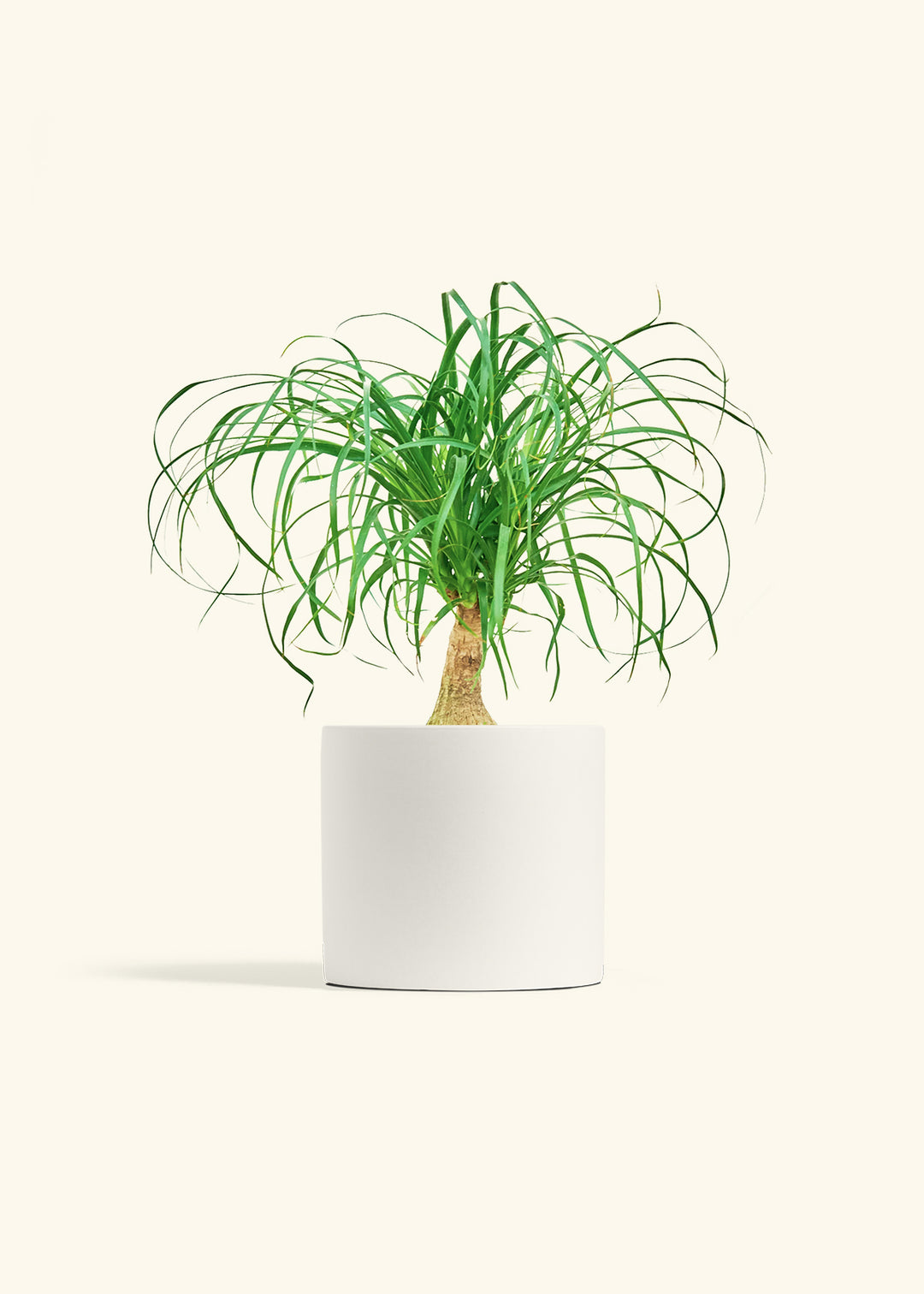 Ponytail Palm in a 6 inches White Classic Cylinder Planter 