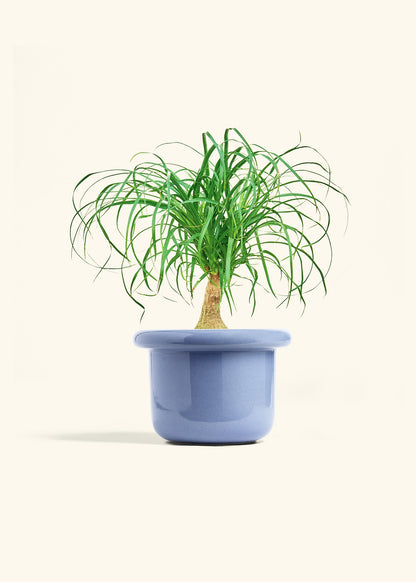 Ponytail Palm in a 6 inches Fat Lip Blue Planter 