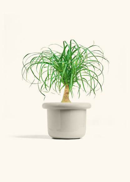 Ponytail Palm in a 6 inches Fat Lip Oat Planter 
