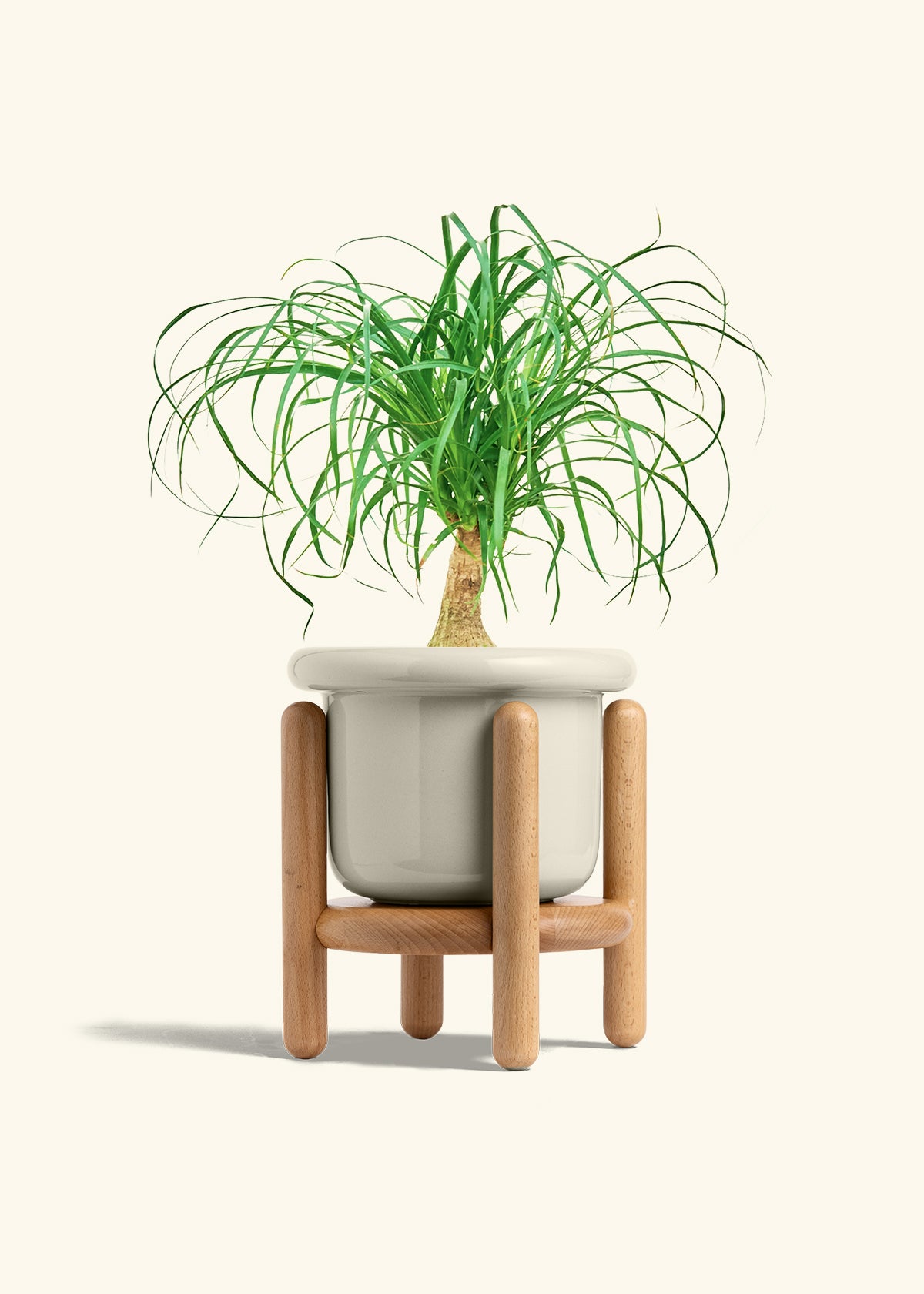Ponytail Palm in a 6 inches Fat Lip Oat Planter in a Beech Wood Stand