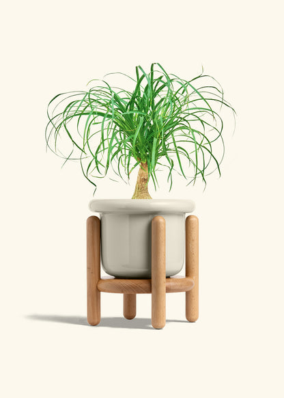 Ponytail Palm in a 6 inches Fat Lip Oat Planter in a Beech Wood Stand