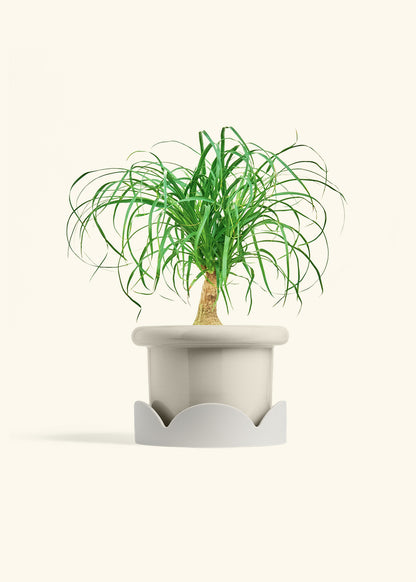 Ponytail Palm in a 6 inches Fat Lip Oat Planter in a Oat Petal Drip Tray