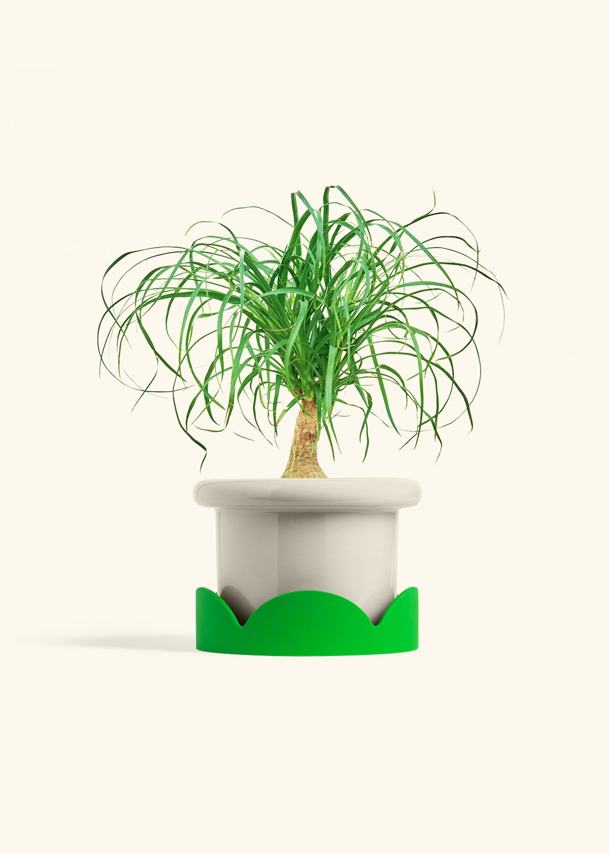 Ponytail Palm in a 6 inches Fat Lip Oat Planter in a Shamrock Petal Drip Tray