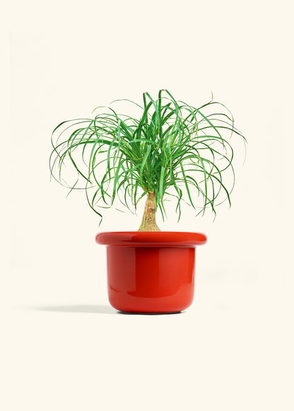Ponytail Palm in a 6 inches Fat Lip Red Planter 