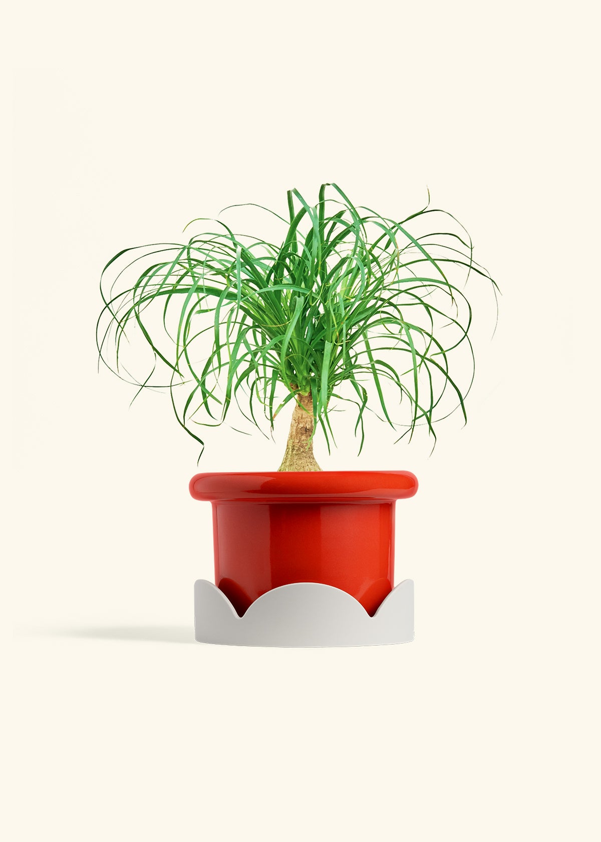 Ponytail Palm in a 6 inches Fat Lip Red Planter in a Oat Petal Drip Tray