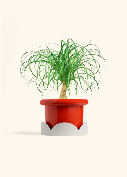 Ponytail Palm in a 6 inches Fat Lip Red Planter in a Oat Petal Drip Tray