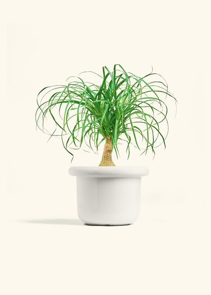 Ponytail Palm in a 6 inches Fat Lip White Planter 