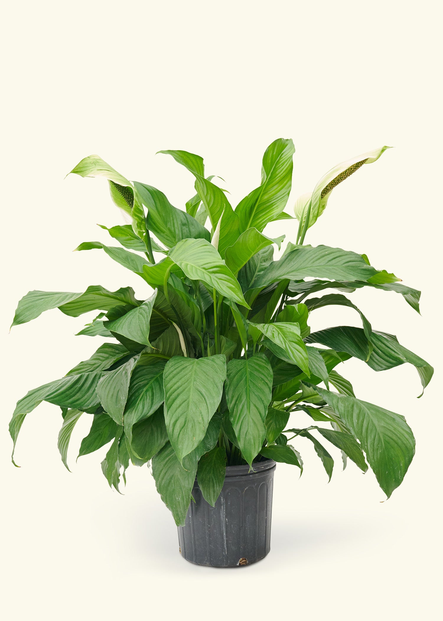 chinese peace lily Peace Lily